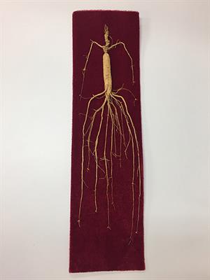 Panax ginseng for Frailty-Related Disorders: A Review